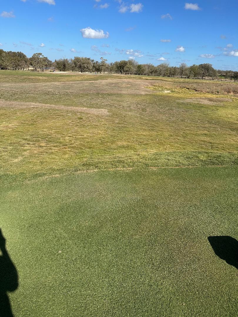 Zoysia after matched sand application