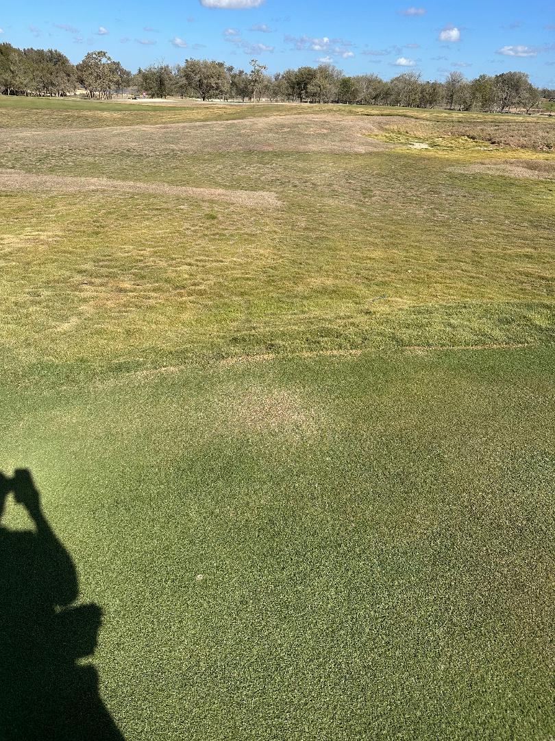 Zoysia early dormancy before sand match
